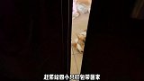 小柯基的冬至小火锅，简直是仪式感满满