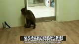小猴子遭到同类霸凌不敢离开笼子，直到他遇到这条拉布拉多狗狗