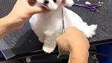 比熊剪个棉花糖