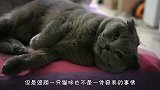 主人把蓝猫吵醒想要撸它，蓝猫直接就生气了，喵：别碰我！