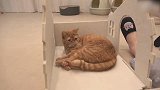 睡在地上的猫咪，这懒洋洋的样子，真可爱！