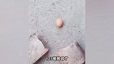 零下33℃的东北有多硬核？用板砖砸鸡蛋，搬砖碎了鸡蛋没事