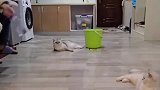 它三就可以组一个马戏团