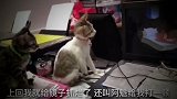 搞笑视频：两只猫观看《猫和老鼠》的对话，太逗了