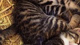 哄睡一只小猫咪有多简单，原来这招对小猫咪也好用，这故事讲得我都快睡着了