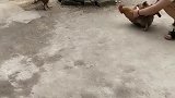 大公鸡：咋的，主人你是想挑衅我么！