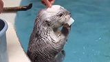 海獭跟人类一样洗澡，真的太可爱了