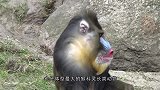 宁遇豺狼不遇山魈这是世界上最凶残的猴子，长知识了
