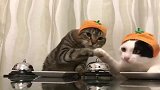 那两只打铃要饭的猫咪又来了，狸花猫：朕的饭呢
