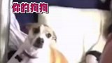 当主人在自拍狗子发现，凹四十五度的俏皮造型加入