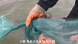 地笼收获几桶大货，各种海鲜大货，满载而归