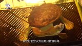 世界上脖子最长的乌龟，遇到危险不缩头，寿命却比平常乌龟短