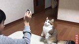 萌宠：明明是只猫咪却和主人想狗一样的玩耍，这猫咪太可爱了