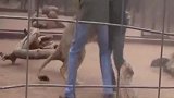“活体投喂”，将两只狗狗扔进狮子园，没想到意外却发生了