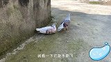两只鸽子有翅膀从来不会飞，主人测试从楼上丢下去，这鸽子真笨