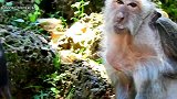 可怜的孤儿小猴子惊恐地尖叫，为什么一个猴子不喜欢