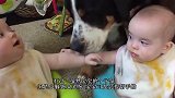 狗狗和婴儿合作偷零食，不料老妈突然过来了，狗狗的举动让人笑喷