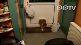 猫太胖进次门那叫费劲