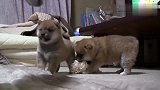 实拍刚出生不久的小柴犬，感觉都快肥成肉球了！