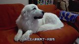 金毛被雷声吓到了，竟然躲在墙角瑟瑟发抖，主人举动十分有爱