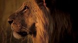 《塞伦盖蒂》：狮子战斗合集