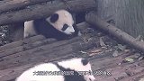 为啥熊猫咬人后会绝食？因为内疚吗？饲养员告诉你原因