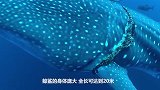 巨鲨被绳子缠住伤痕累累，发现潜水员表现超乖，镜头拍下救援过程