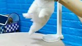 狗子：主人放开我，我才不要转圈圈！