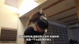 猫和刺猬打架，对着刺猬一巴掌过去，面对猫的反应请你憋住别笑