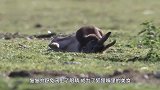 狐狸咬住兔子咽喉，金雕从背后偷袭！一开始结局早已注定