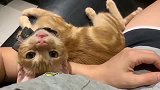 这么爱撒娇的小橘猫，连我一个猛男都抗拒不了！