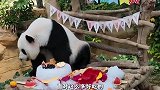 马来西亚大熊猫“谊谊”的五岁生日