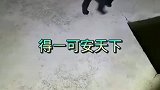 这就是狗界的卧龙凤雏吧