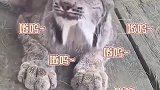 快看啊，这里有一只烟嗓大猫