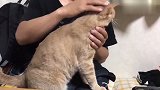 爱撒娇要抱抱的橘猫，钻到男客人怀里，被接下来的反应逗乐了