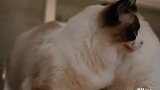 布偶猫一套“猛虎飞扑”，杀伤力不大，反被踹成“傻猫”