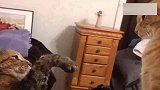 两只大猫互看不顺眼，就打起来了，主人却在边上偷着乐!