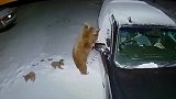 棕熊熟练开车门上车