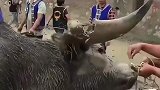 斗牛角是钢筋混凝土做成的，这不是耍赖吗