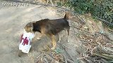 小猴丫丫跟狗子打架终于赢了一回，得意的样子太搞笑了