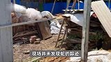 南宁一非法养蛇场疑逃出大量眼镜蛇，官方：共养600余条，10条左右外逃