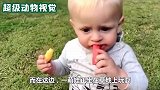 猫咪正在睡午觉，结果被公鸡猛啄，猫咪成功被激怒