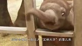 小象打不过饲养员，跑回去找妈妈哭鼻子，小象：不讲武德！