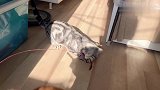 一根逗猫棒怎么分？