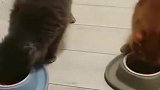 猫：没了小兄弟，走路不得劲！