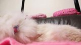 趁睡着了，把橘子放在猫咪头上