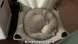宠物解说：猫这些睡觉的姿势，含义你都知道吗？