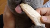 猫：这小鱼干味道不咋样呀！