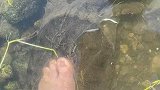 男子一脚踩中乌龟，双方在水中不断僵持