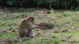 动物找到食物以后，不想与别人分享，这只小猴子为什么不介意？